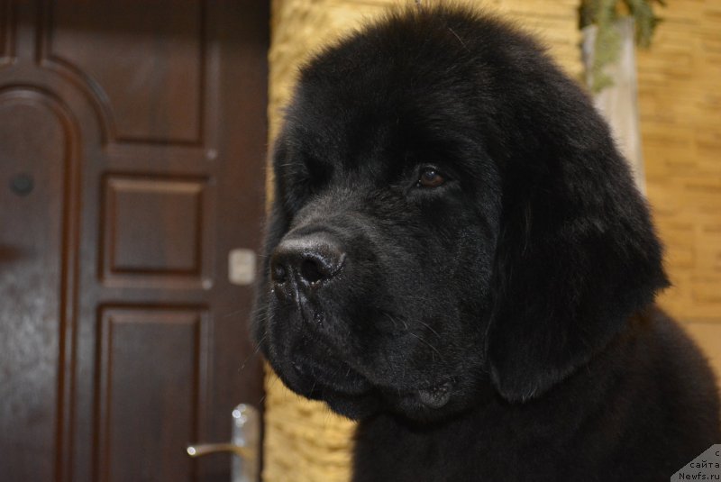 Фото: ньюфаундленд Белкондер-Клаб Блэк Бейлиз (Belkonder-Club Black Baileys), ньюфаундленд Белкондер-Клаб Блэк Бейлиз (Belkonder-Club Black Baileys)