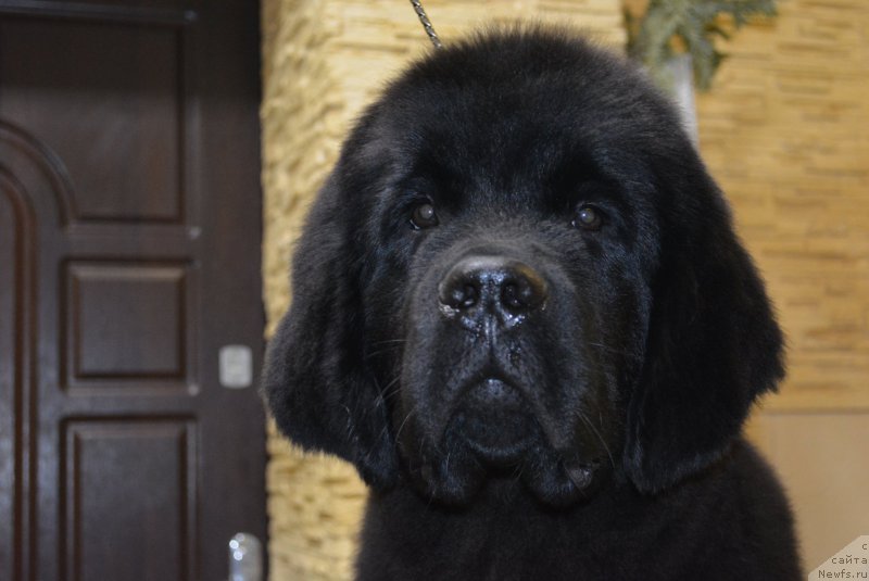 Фото: ньюфаундленд Белкондер-Клаб Блэк Бейлиз (Belkonder-Club Black Baileys)