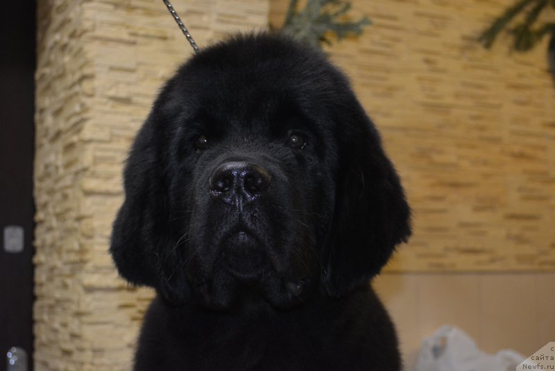 Фото: ньюфаундленд Белкондер-Клаб Блэк Бейлиз (Belkonder-Club Black Baileys)
