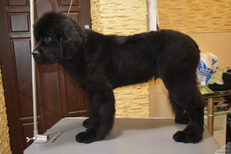 Фото: ньюфаундленд Белкондер-Клаб Блэк Бейлиз (Belkonder-Club Black Baileys)