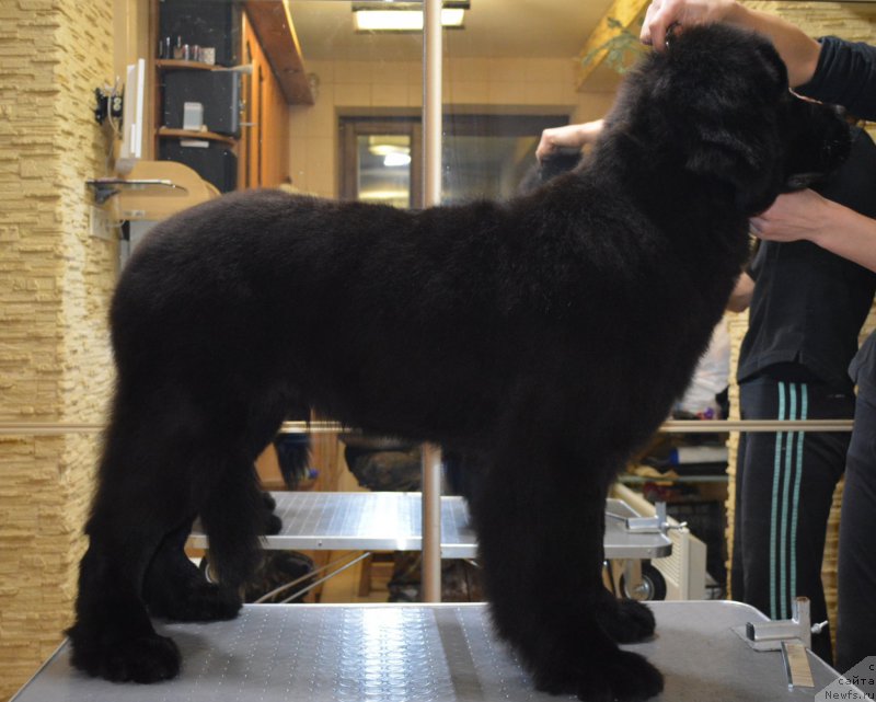 Фото: ньюфаундленд Белкондер-Клаб Блэк Бейлиз (Belkonder-Club Black Baileys)