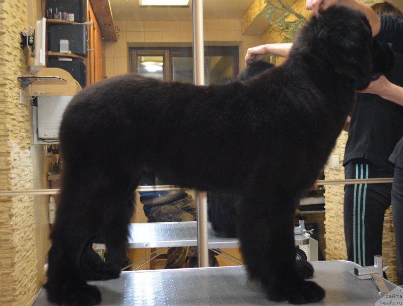 Фото: ньюфаундленд Белкондер-Клаб Блэк Бейлиз (Belkonder-Club Black Baileys)