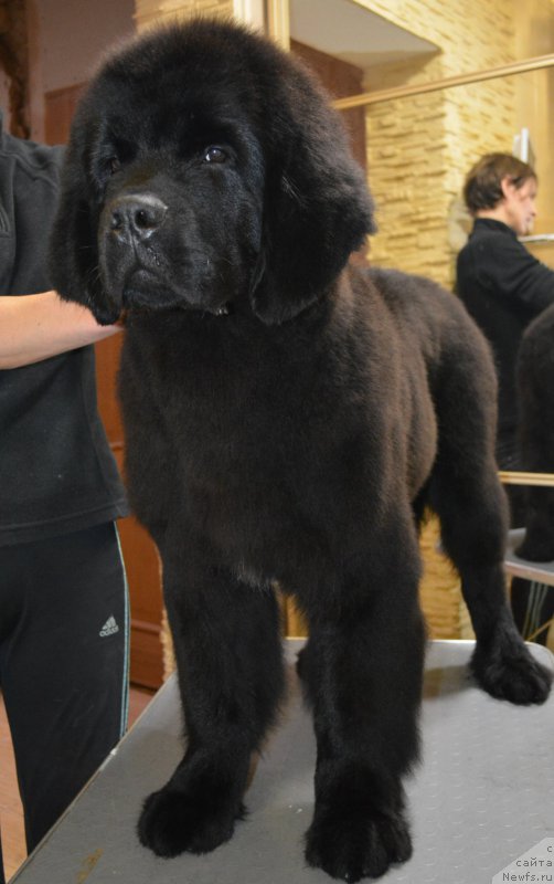 Фото: ньюфаундленд Белкондер-Клаб Блэк Бейлиз (Belkonder-Club Black Baileys)