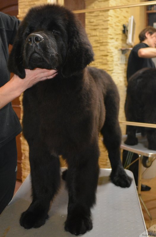 Фото: ньюфаундленд Белкондер-Клаб Блэк Бейлиз (Belkonder-Club Black Baileys)