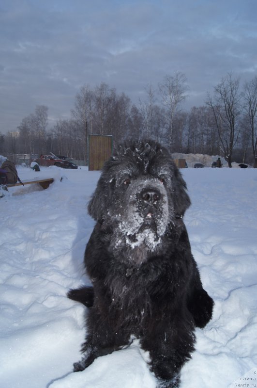 Фото: ньюфаундленд Бегущая по Волнам Фогет Ми Нот