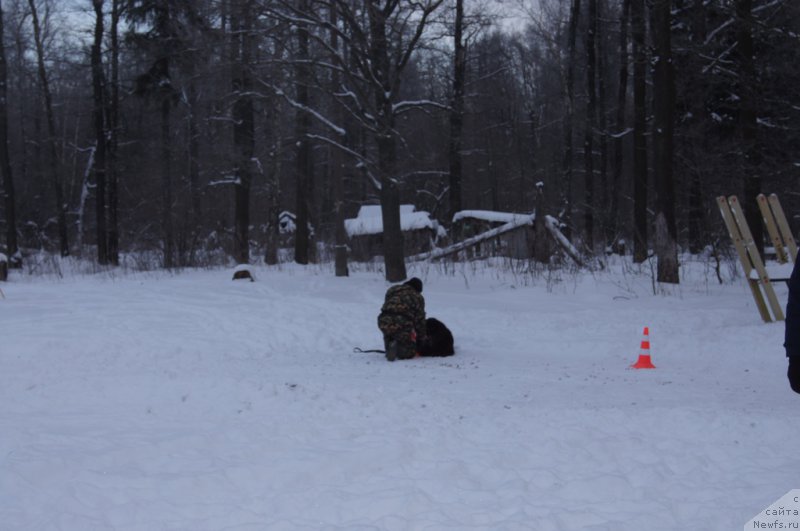 Фото: Андрей Васильцов, ньюфаундленд Лаймар Сейнари