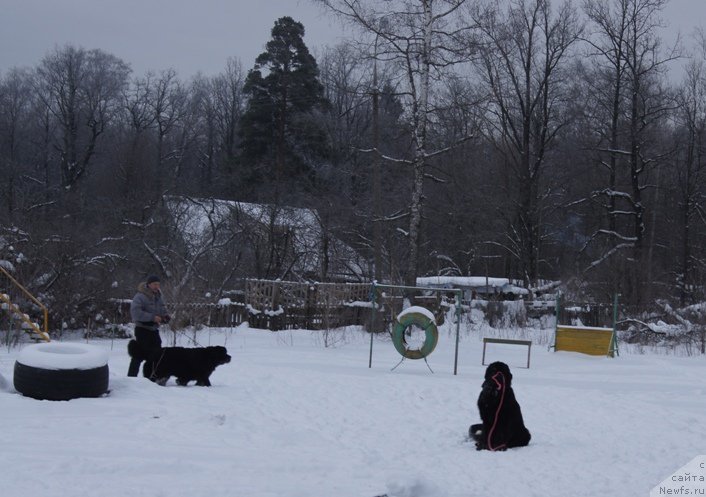Фото: ньюфаундленд Вом Ватерфулл Лэнд Бэкхэм (Vom Waterfall Land Backham)