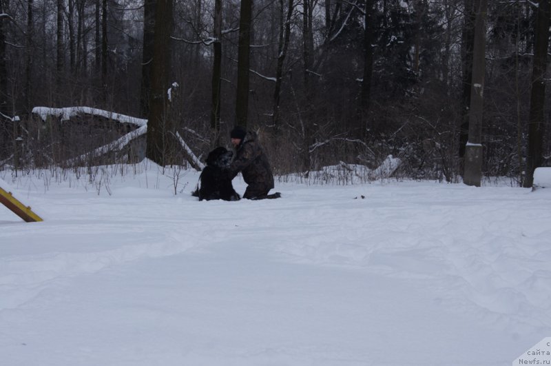 Фото: ньюфаундленд Вом Ватерфулл Лэнд Бэкхэм (Vom Waterfall Land Backham)