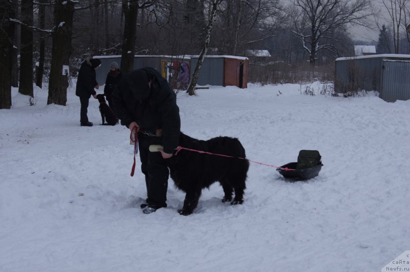 Фото: ньюфаундленд Сент Джонс Ларель Леоланда (Sent Djons Larel Leolanda), Леонид