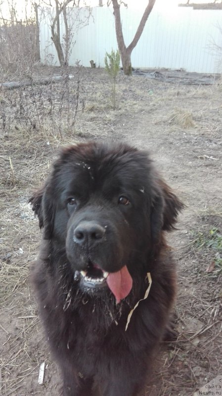 Фото: ньюфаундленд Дар Свезы Фанни Беар