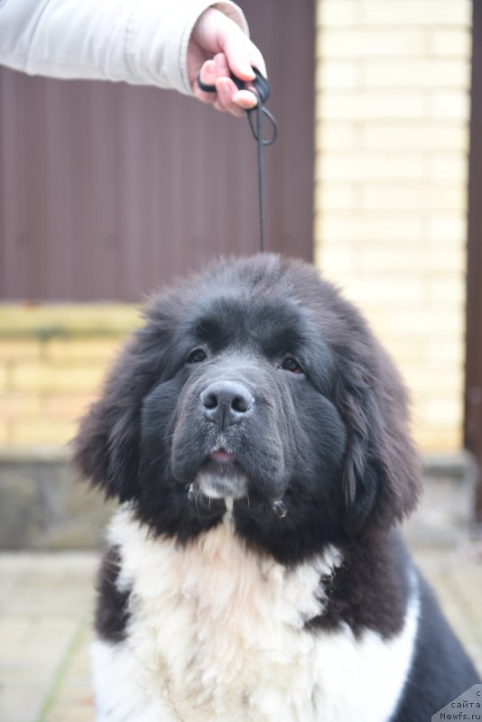 Фотография № 200114