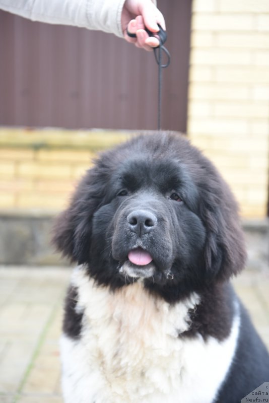 Фотография № 200115