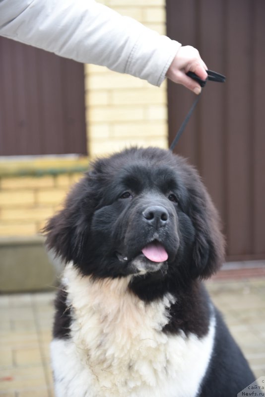 Фотография № 200117