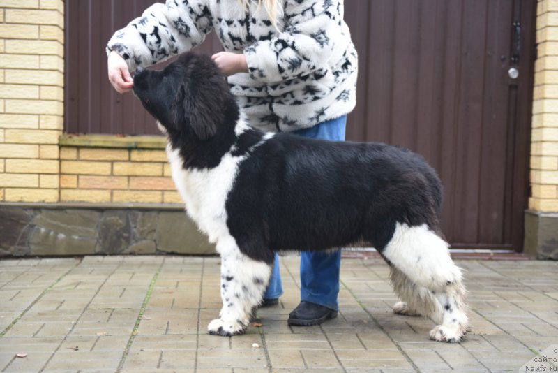 Фотография № 200119