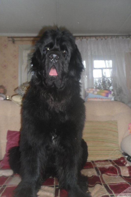 Фото: Черный Шарм Георгин