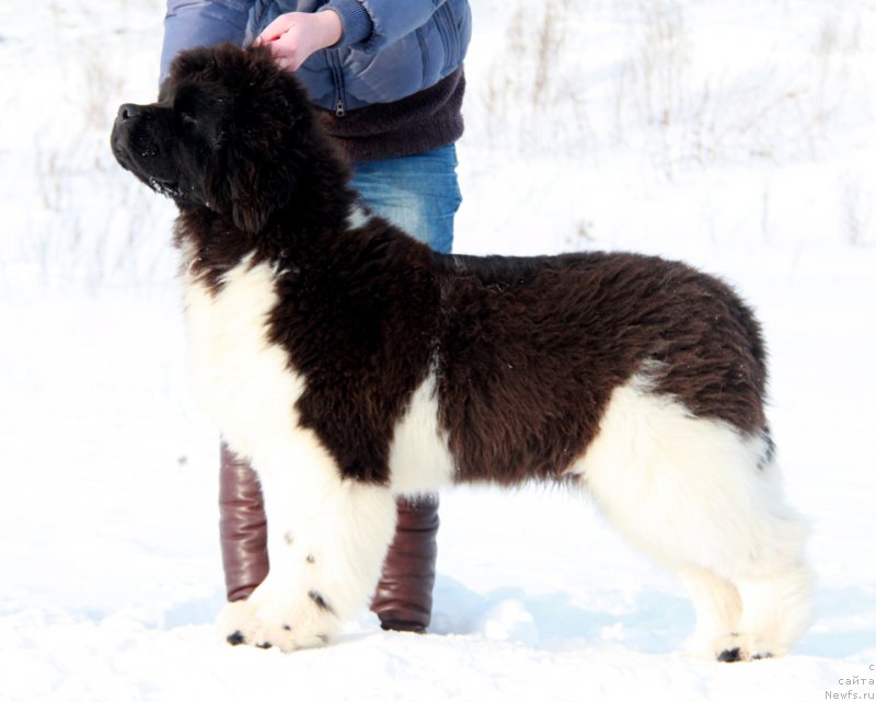 Фотография № 200126