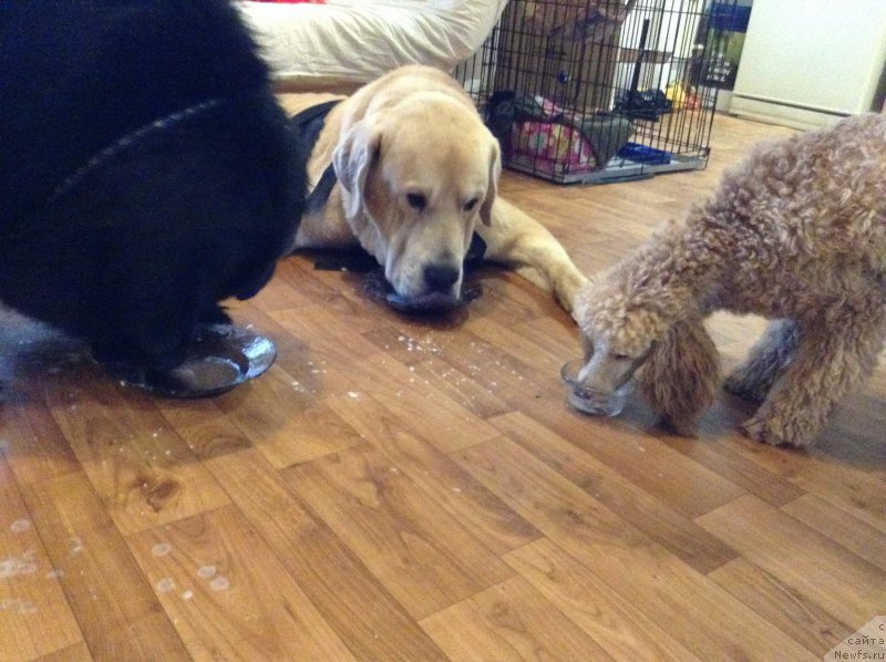 Фотография № 200130