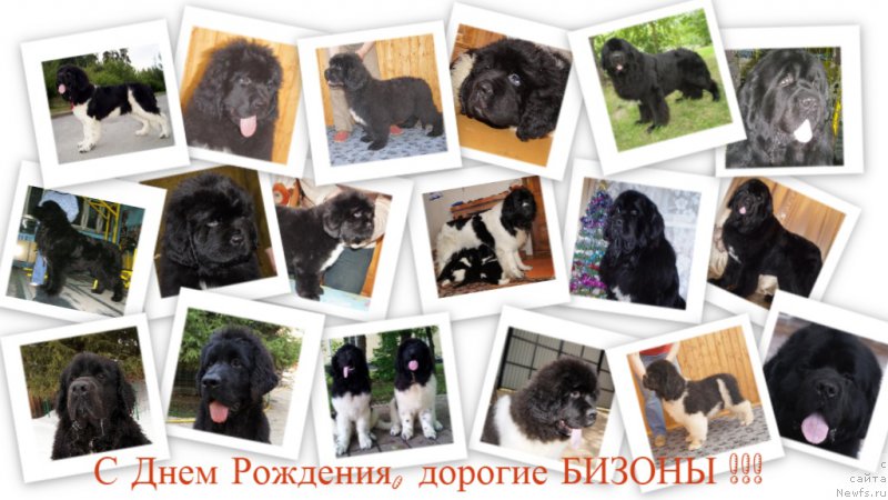 Фото: ньюфаундленд Супер Бизон Зая, ньюфаундленд Супер Бизон Златогор, ньюфаундленд Супер Бизон Зербино, ньюфаундленд Супер Бизон Зима, ньюфаундленд Супер Бизон Заккари, ньюфаундленд Супер Бизон Зерр Гуд