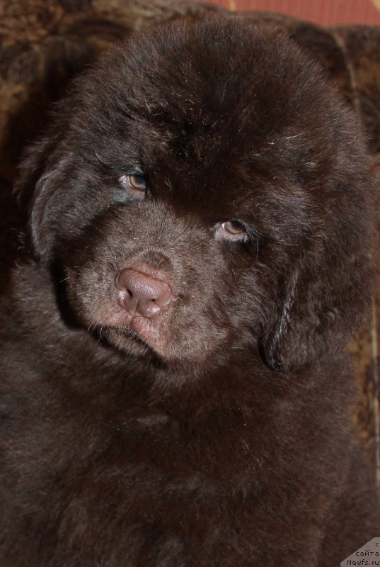 Фотография № 200137