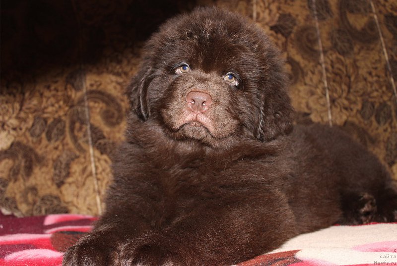 Фотография № 200138