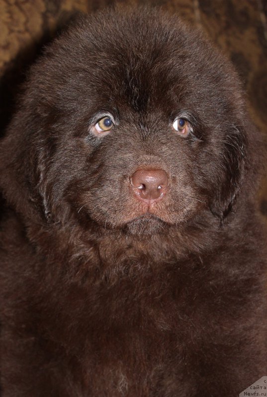 Фотография № 200139