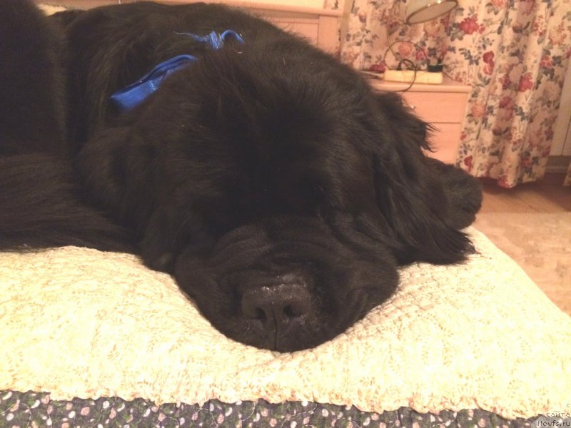 Фото: ньюфаундленд Рестайлинг Фром Шипмэн