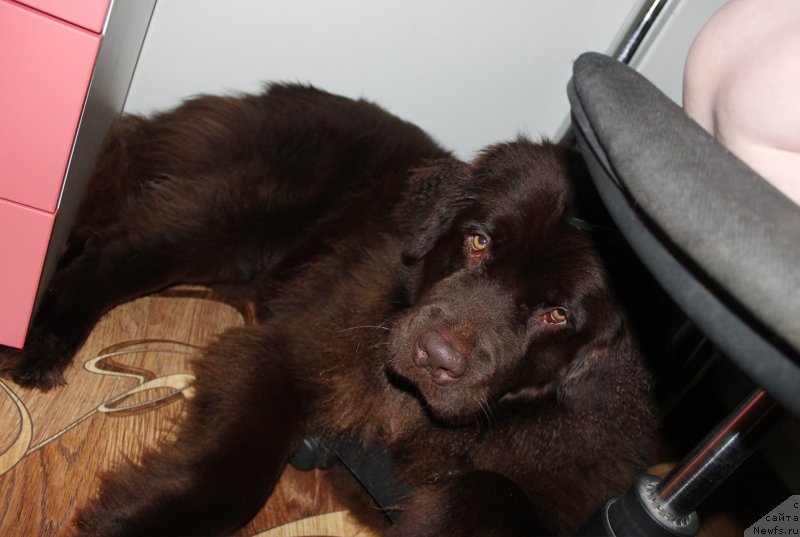 Фото: ньюфаундленд Наоми Таголири фор Браунблад (Naomi Tagoliri for Brouwnblood)