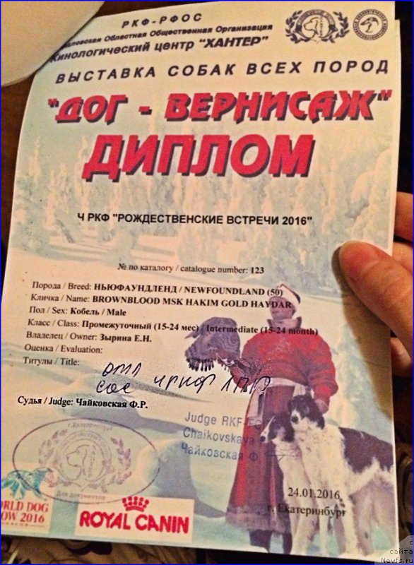 Фото: ньюфаундленд Браунблад МСК Хаким Голд Хайдар (Brownblood MSK Hakim Gold Haydar)