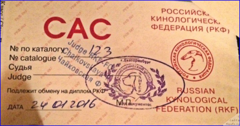 Фото: ньюфаундленд Браунблад МСК Хаким Голд Хайдар (Brownblood MSK Hakim Gold Haydar)