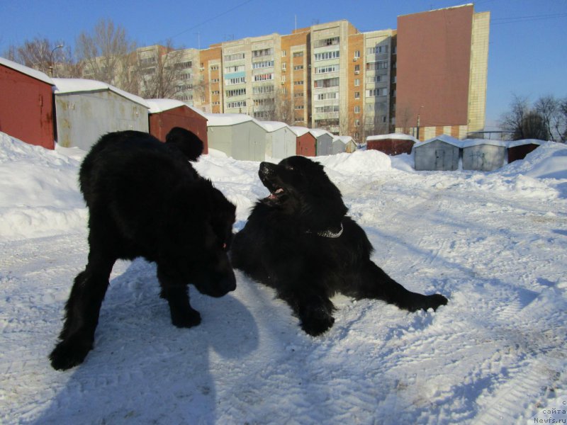 Фото: ньюфаундленд Мишка Гамми