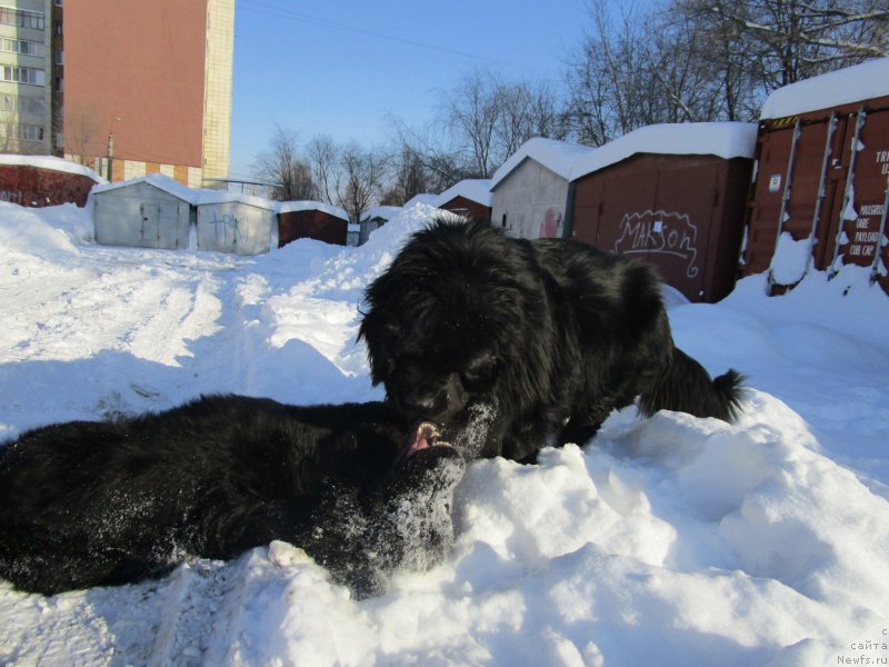 Фото: ньюфаундленд Мишка Гамми