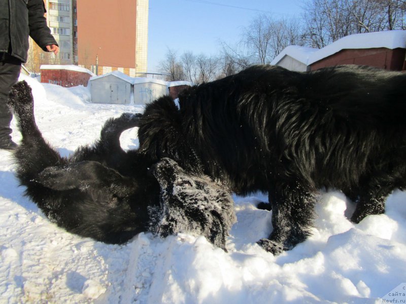 Фото: ньюфаундленд Мишка Гамми