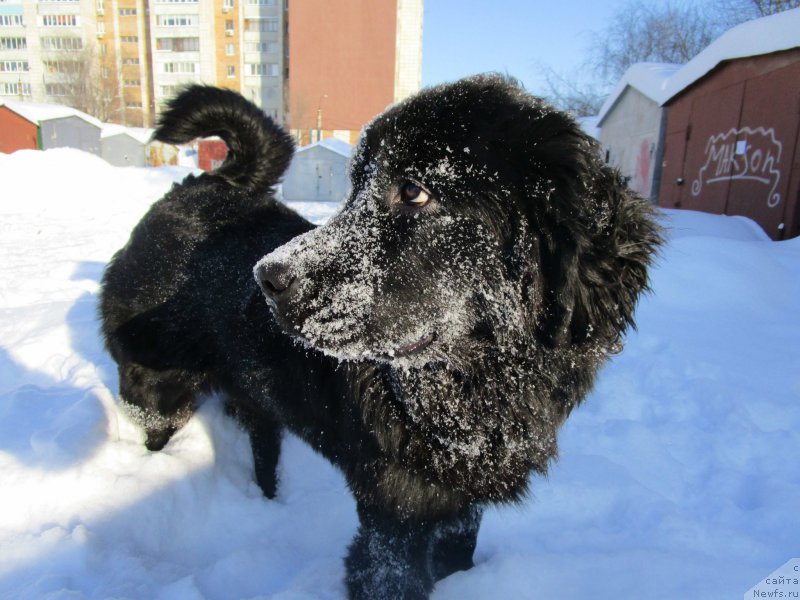 Фото: ньюфаундленд Мишка Гамми