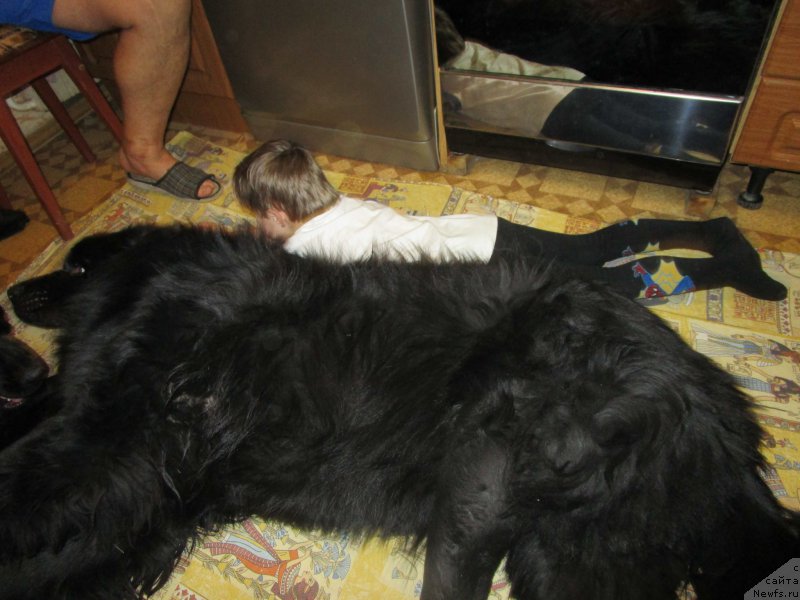 Фото: ньюфаундленд Прометей Громыч