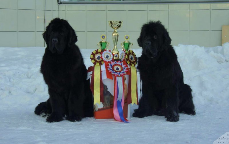 Фото: ньюфаундленд Смигар Галакси Шелл Вин (Smigar Galaxsy Shall Win), ньюфаундленд Белкондер-Клаб Достучаться До Небес (Belkonder-Club Dostuchat'sya Do Nebes)