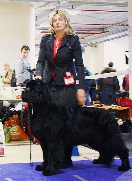 Фото: ньюфаундленд Смигар Тайм Лайн (Smigar Time Line)