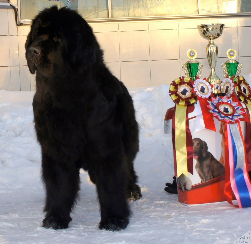 Фото: ньюфаундленд Смигар Галакси Шелл Вин (Smigar Galaxsy Shall Win)