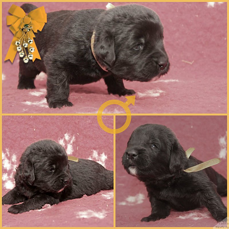 Фотография № 200197