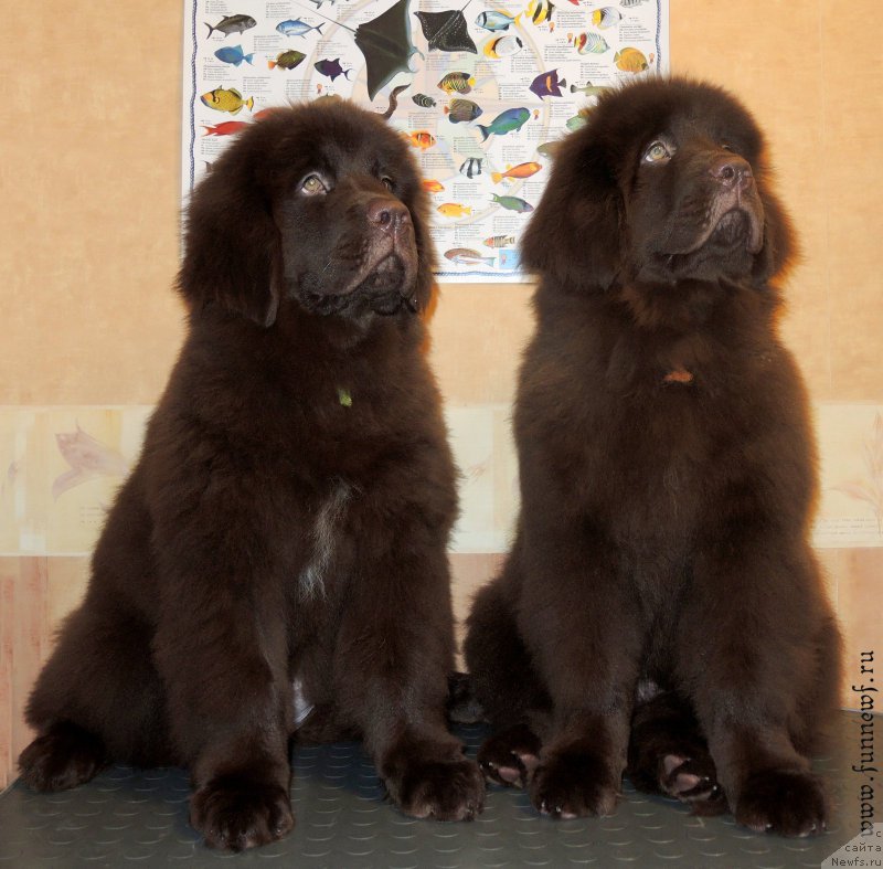 Фото: ньюфаундленд Фанньюф Анатолия, ньюфаундленд Фанньюф Антарктика (Funnewf Antarktika)