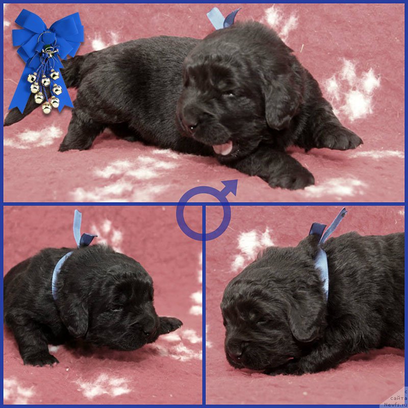 Фото: ньюфаундленд Зевс Звездный с Берега Дона (Zevs Zvezdnyj s Berega Dona)