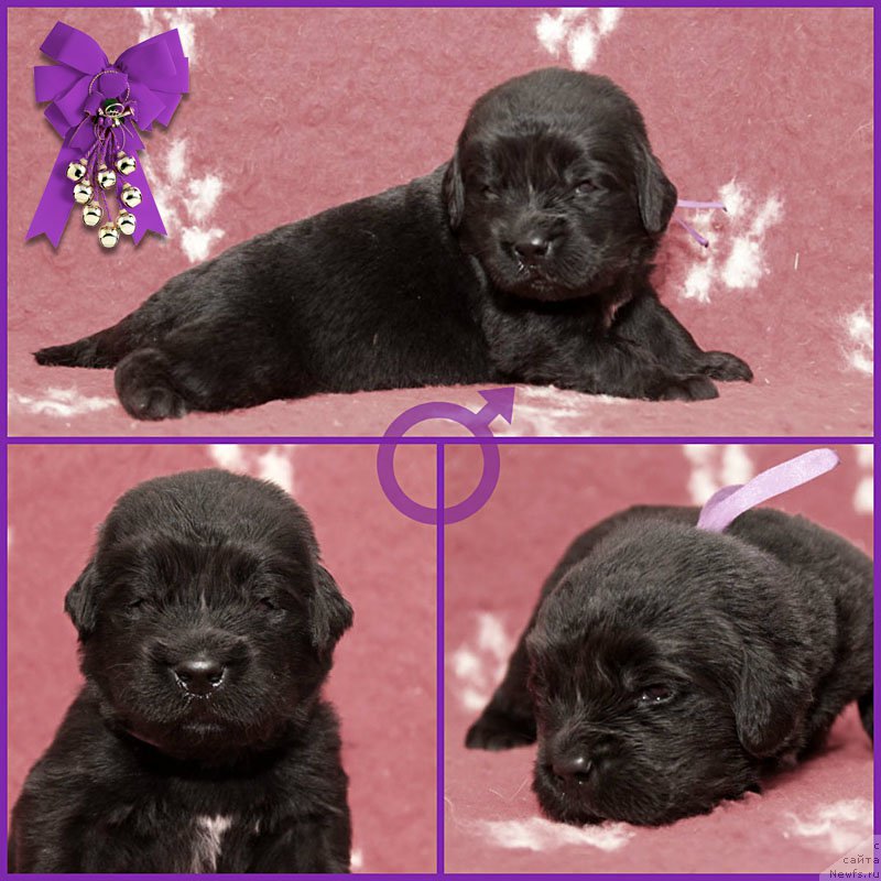 Фото: ньюфаундленд Здоровяк с Берега Дона (Zdorovyak s Berega Dona)