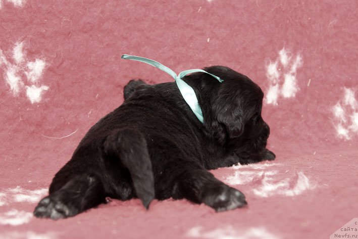 Фото: ньюфаундленд Зимний Дар с Берега Дона (Zimniy Dar s Berega Dona)