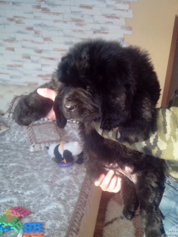 Фото: ньюфаундленд Жерар Моро Леруа