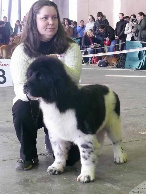 Фото: ньюфаундленд Пчёлкин Дом Белый Орёл (Pchiolkin Dom Bely Oriol)