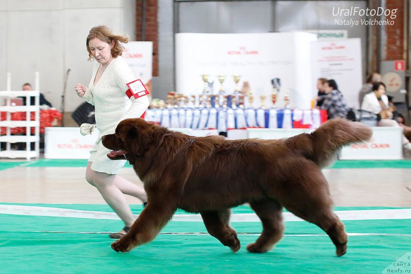 Фото: ньюфаундленд Браунблад МСК Хаким Голд Хайдар (Brownblood MSK Hakim Gold Haydar)