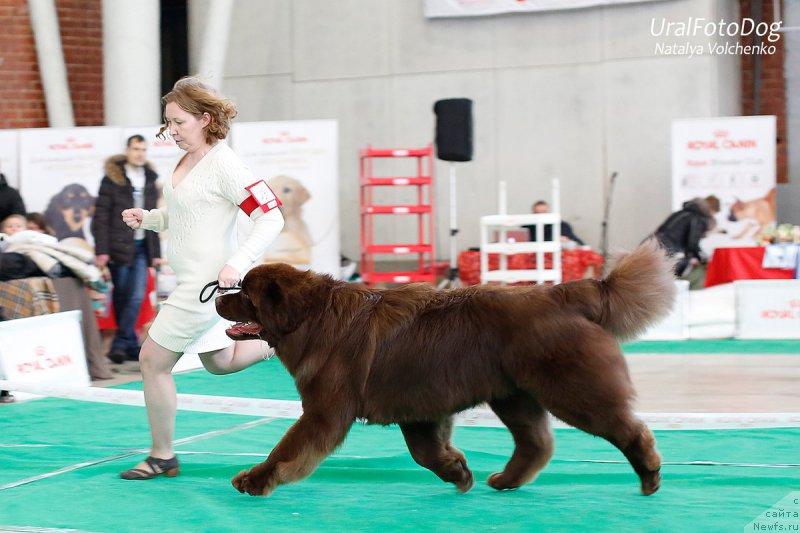 Фото: ньюфаундленд Браунблад МСК Хаким Голд Хайдар (Brownblood MSK Hakim Gold Haydar)