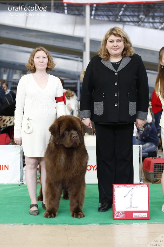 Фото: ньюфаундленд Браунблад МСК Хаким Голд Хайдар (Brownblood MSK Hakim Gold Haydar)