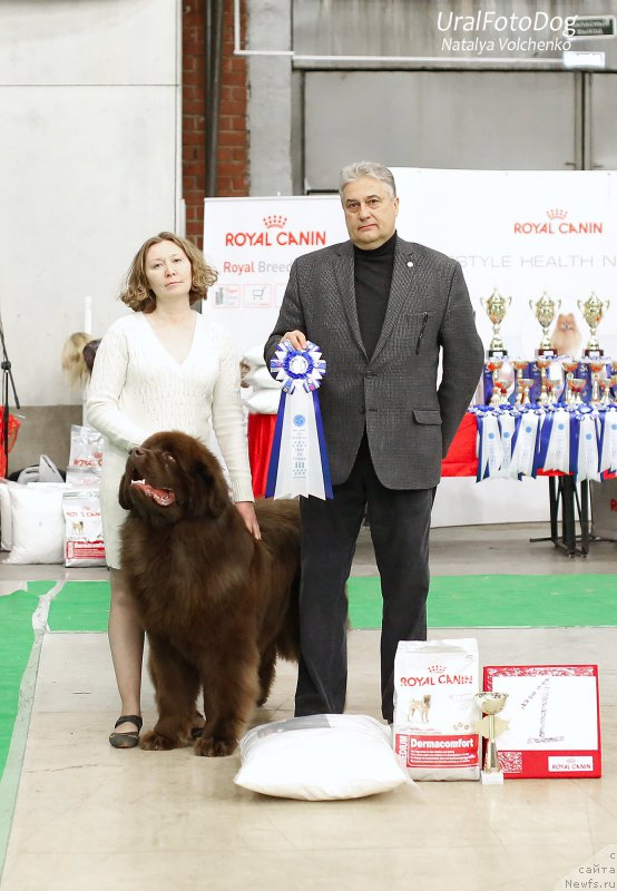 Фото: ньюфаундленд Браунблад МСК Хаким Голд Хайдар (Brownblood MSK Hakim Gold Haydar)
