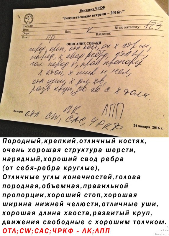 Фото: ньюфаундленд Браунблад МСК Хаким Голд Хайдар (Brownblood MSK Hakim Gold Haydar)