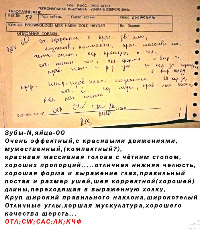 Фото: ньюфаундленд Браунблад МСК Хаким Голд Хайдар (Brownblood MSK Hakim Gold Haydar)